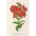 Lychnis Haagena - Charles Antoine Lemaire — weergave van het kunstwerk