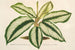 Maranta Baraquinii - Charles Antoine Lemaire — weergave van het kunstwerk