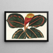 Maranta Roseo-Picta - Charles Antoine Lemaire — ingelijst kunstwerk aan de muur