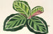 Maranta illustris - Charles Antoine Lemaire — weergave van het kunstwerk