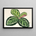 Maranta illustris - Charles Antoine Lemaire — ingelijst kunstwerk aan de muur