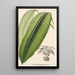 Maranta smaragdina - Charles Antoine Lemaire — weergave van het kunstwerk
