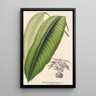 Charles Antoine Lemaire - Maranta smaragdina.webp