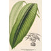 Maranta smaragdina - Charles Antoine Lemaire — ingelijst kunstwerk aan de muur