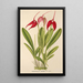 Masdevallia Lindeni - Charles Antoine Lemaire — ingelijst kunstwerk aan de muur