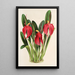 Reproductie van het schilderij Masdevallia Lindeni var Harryana - Charles Antoine Lemaire