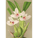 Reproductie van het schilderij Maxillaria grandiflora - Charles Antoine Lemaire