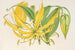 Methonica grandiflora - Charles Antoine Lemaire — weergave van het kunstwerk