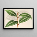 Miconia pulverulenta v trifasciata - Charles Antoine Lemaire — ingelijst kunstwerk aan de muur
