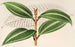 Miconia pulverulenta v trifasciata - Charles Antoine Lemaire — weergave van het kunstwerk