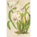 Miltonia cereola - Charles Antoine Lemaire — weergave van het kunstwerk