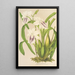 Miltonia cereola - Charles Antoine Lemaire — ingelijst kunstwerk aan de muur