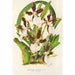 Miltonia cuneata - Charles Antoine Lemaire — weergave van het kunstwerk