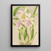 Miltonia rosea - Charles Antoine Lemaire — ingelijst kunstwerk aan de muur