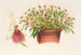 Miltonia spectabilis - Charles Antoine Lemaire — weergave van het kunstwerk
