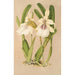 Miltonia spectabilis var virginalis - Charles Antoine Lemaire — weergave van het kunstwerk