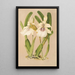 Miltonia spectabilis var virginalis - Charles Antoine Lemaire — ingelijst kunstwerk aan de muur