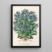 Reproductie van het schilderij Myosotis Keizerin Elisabeth semperflorens - Charles Antoine Lemaire