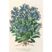 Reproductie van het schilderij Myosotis Keizerin Elisabeth semperflorens - Charles Antoine Lemaire