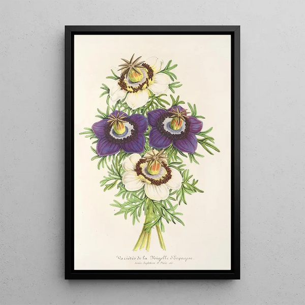 Charles Antoine Lemaire - Nigella Hispanica Varits de la.webp