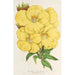 Oenothera lamarckiana - Charles Antoine Lemaire — weergave van het kunstwerk