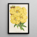Oenothera lamarckiana - Charles Antoine Lemaire — ingelijst kunstwerk aan de muur