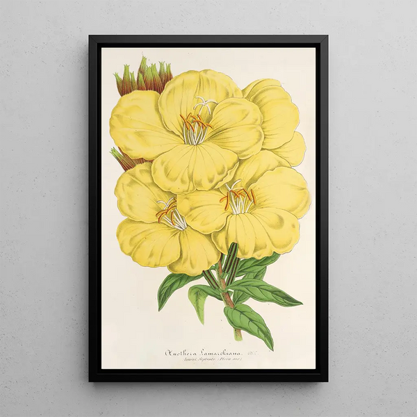 Charles Antoine Lemaire - OEnothera Lamarckiana.webp