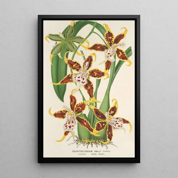 Charles Antoine Lemaire - Odontoglossum Halli.webp