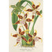 Reproductie van het schilderij Odontoglossum hallii - Charles Antoine Lemaire