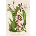 Reproductie van het schilderij Odontoglossum reichenheimii - Charles Antoine Lemaire