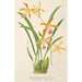 Odontoglossum wallisii - Charles Antoine Lemaire — weergave van het kunstwerk
