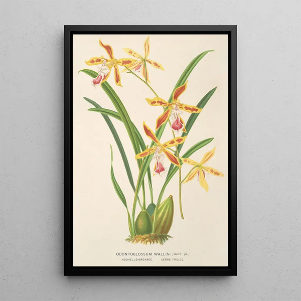 Charles Antoine Lemaire - Odontoglossum Wallisii.webp