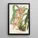 Reproductie van het schilderij van Odontoglossum bictoniense var. splendens - Charles Antoine Lemaire