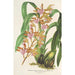 Reproductie van het schilderij van Odontoglossum bictoniense var. splendens - Charles Antoine Lemaire