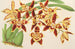van Odontoglossum luteopurpureum var. sceptrum - Charles Antoine Lemaire — weergave van het kunstwerk