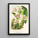 Reproductie van het schilderij Odontoglossum maxillare - Charles Antoine Lemaire