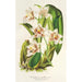 Reproductie van het schilderij Odontoglossum maxillare - Charles Antoine Lemaire