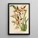 Reproductie van het schilderij Odontoglossum nevadense - Charles Antoine Lemaire