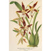 Reproductie van het schilderij Odontoglossum nevadense - Charles Antoine Lemaire
