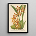 Reproductie van het schilderij van Odontoglossum odoratum var. latimaculatum - Charles Antoine Lemaire