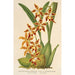 Reproductie van het schilderij van Odontoglossum odoratum var. latimaculatum - Charles Antoine Lemaire