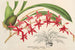 Odontoglossum roseum - Charles Antoine Lemaire — weergave van het kunstwerk
