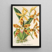 Reproductie van het schilderij Odontoglossum triumphans - Charles Antoine Lemaire