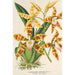 Reproductie van het schilderij Odontoglossum triumphans - Charles Antoine Lemaire