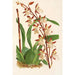 Reproductie van het schilderij Odontoglossum bictoniense - Charles Antoine Lemaire