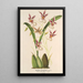 Reproductie van het schilderij Oncidium phalaenopsis - Charles Antoine Lemaire