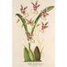 Reproductie van het schilderij Oncidium phalaenopsis - Charles Antoine Lemaire