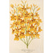 Oncidium aurosum - Charles Antoine Lemaire — weergave van het kunstwerk