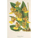 Oncidium bicallosum - Charles Antoine Lemaire — weergave van het kunstwerk
