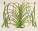 Pandanus mauritianus - Charles Antoine Lemaire — weergave van het kunstwerk